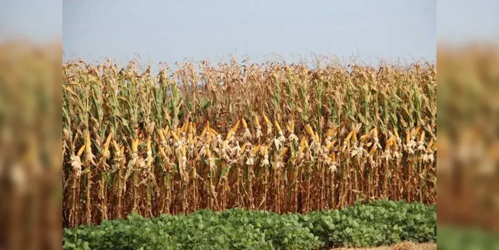 Imagem ilustrativa da imagem Produção de milho cai 36% na região