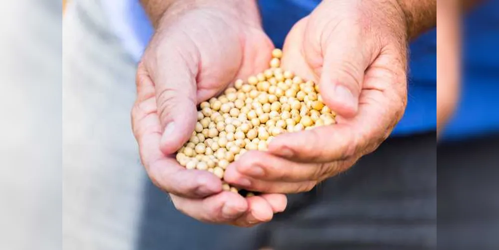 Imagem ilustrativa da imagem Castrolanda lança linha ‘Premier’ de sementes