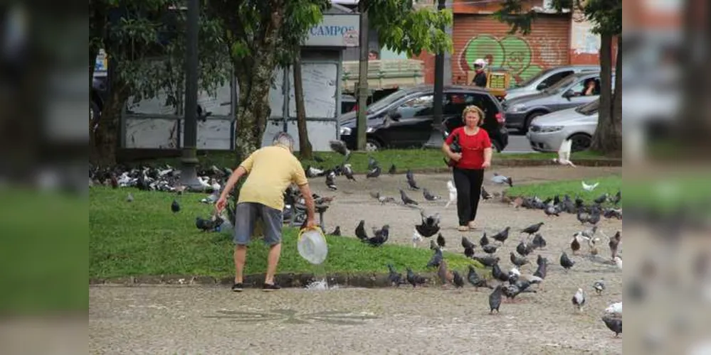 Imagem ilustrativa da imagem Vereador cobra aplicação de lei que proíbe alimentação de pombos