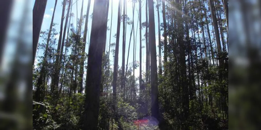 Imagem ilustrativa da imagem Projeto Puma fortalece o plantio de florestas na região