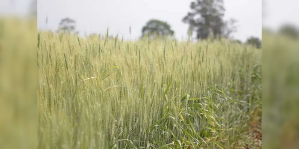 Imagem ilustrativa da imagem Produtores iniciam colheita de trigo com alta produtividade na região