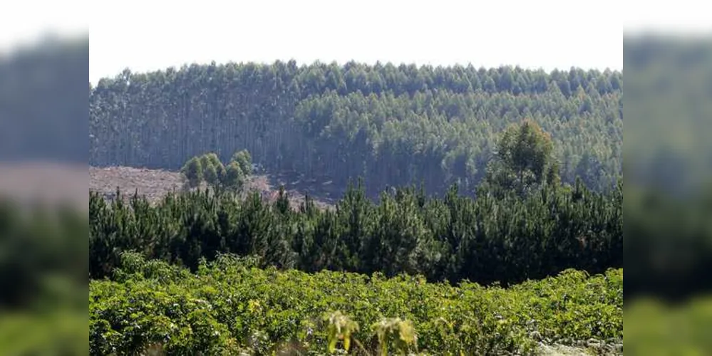 Imagem ilustrativa da imagem Região se destaca como o segundo maior polo madeireiro do país