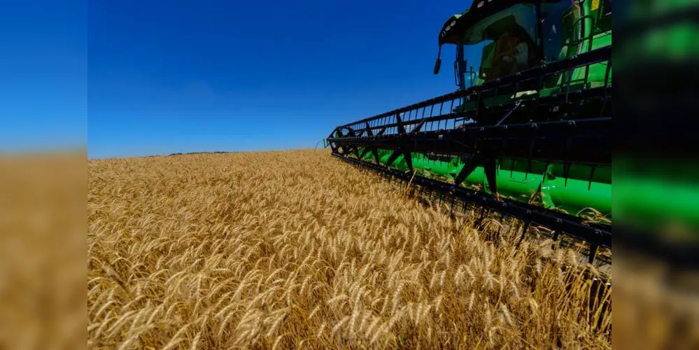 Imagem ilustrativa da imagem Governo destinará R$ 150 milhões ao trigo
