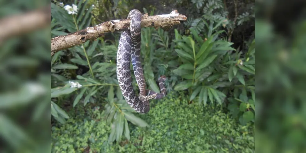 Moradores de uma residência na região de Vila Oficinas encontraram uma cobra cascavel