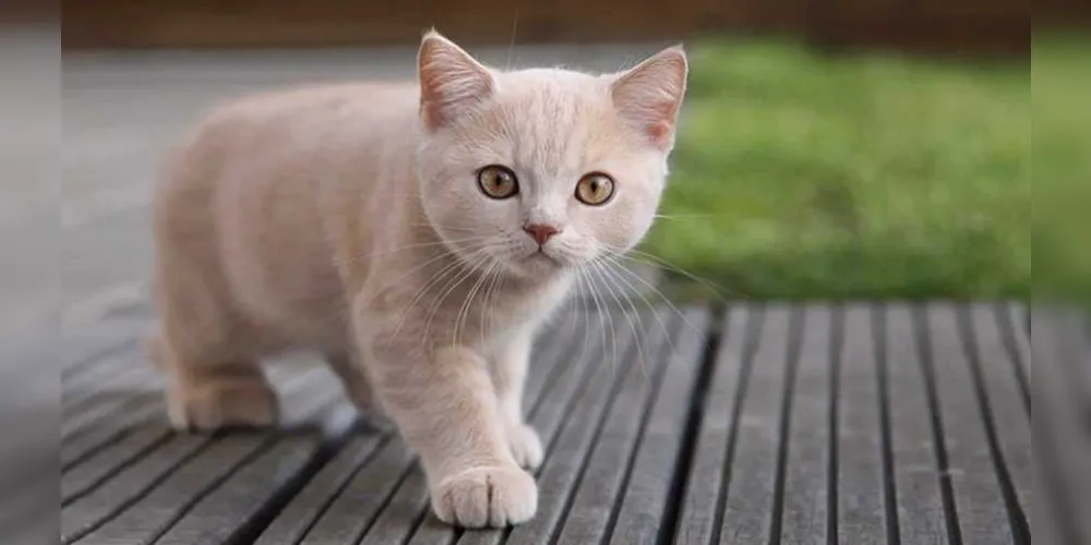 Um grande mestre zen budista, responsável pelo mosteiro de Mayu Kagi,  tinha um gato, que era sua verdadeira paixão na vida. 