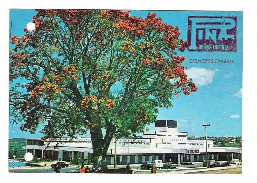 Nesta ilustração em  um cartão postal  com destaque para a citada árvore. Ele  tinha dupla finalidade. Mostrar a rodoviária e no verso, a tabela de preços da Rádio Difusora, nos tempo em que ainda existia “ Endereço Telegráfico”.    