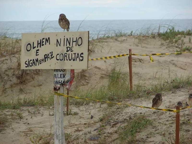  A Foto mostra, um ninho de corujas defendido por ecologistas que escreveram” Olhem  e sigam em paz....Ninho de corujas !!! Foi o que fiz após fotografar a curiosidade...