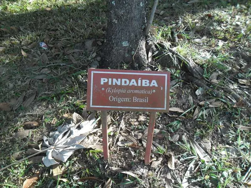 O redator fotografou um exemplar plantado no Interior do SESC de Caldas Novas, Goiás.