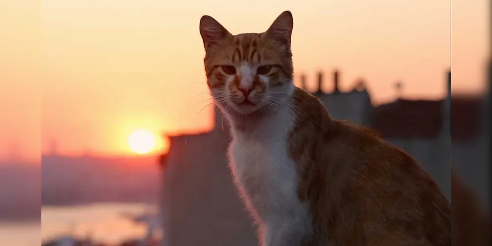 Documentário turco ‘Gatos’  destaca personalidade dos felinos