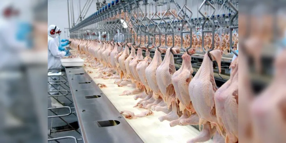 Imagem ilustrativa da imagem PR lidera produção de proteína animal no País