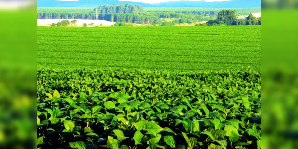Imagem ilustrativa da imagem Agricultores iniciam colheita da soja com perspectiva de produção recorde