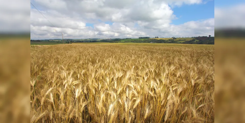 Imagem ilustrativa da imagem Estiagem na região preocupa produtores de trigo na região