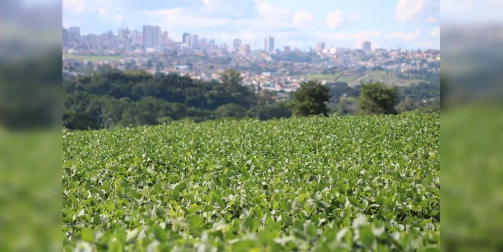 Imagem ilustrativa da imagem Produção de grãos tem quebra de 17% nos Campos Gerais