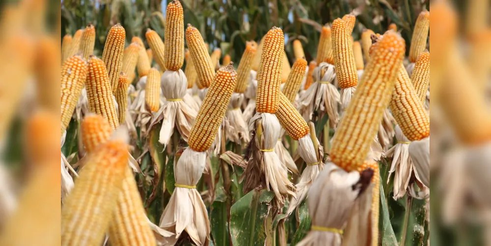 Imagem ilustrativa da imagem Iapar divulga avaliação de cultivares para safra de milho