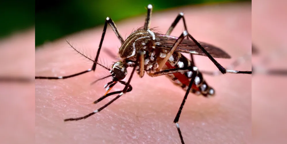 Aedes Aegipti, mosquito transmissor da dengue, chikungunya e zica vírus. Foto: Agência Senado/Prefeitura de São Paulo em: http://www12.senado.leg.br/noticias/materias/2016/02/01/datasenado-quer-ouvir-brasileiros-sobre-multa-a-quem-nao-colabora-na-luta-contra-aedes-aegypti