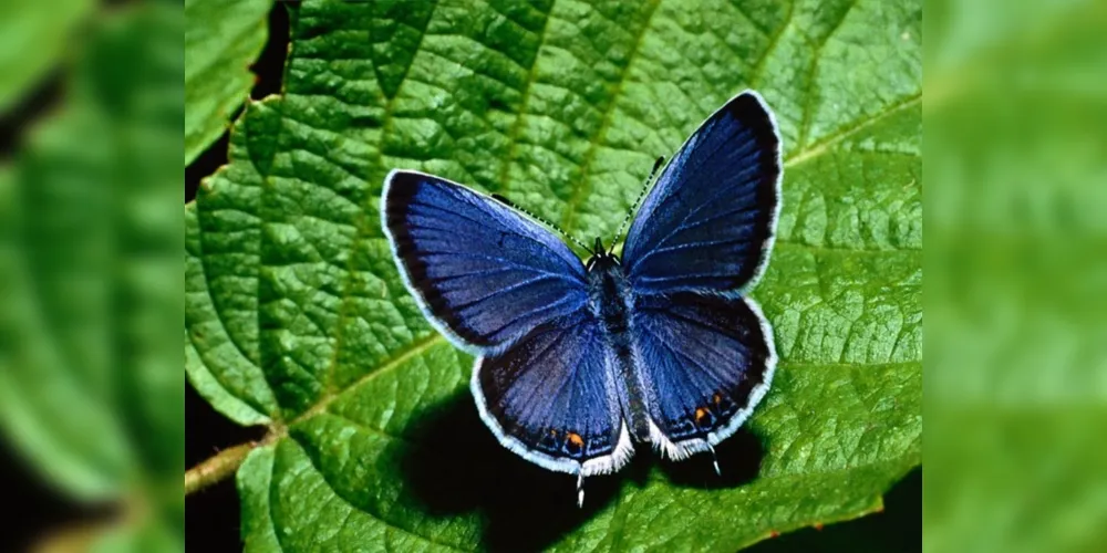 Imagem ilustrativa da imagem A noviça borboleta azul