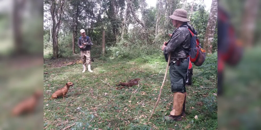 No fim do mês passado, macaco foi encontrado morto na área rural de Carambeí