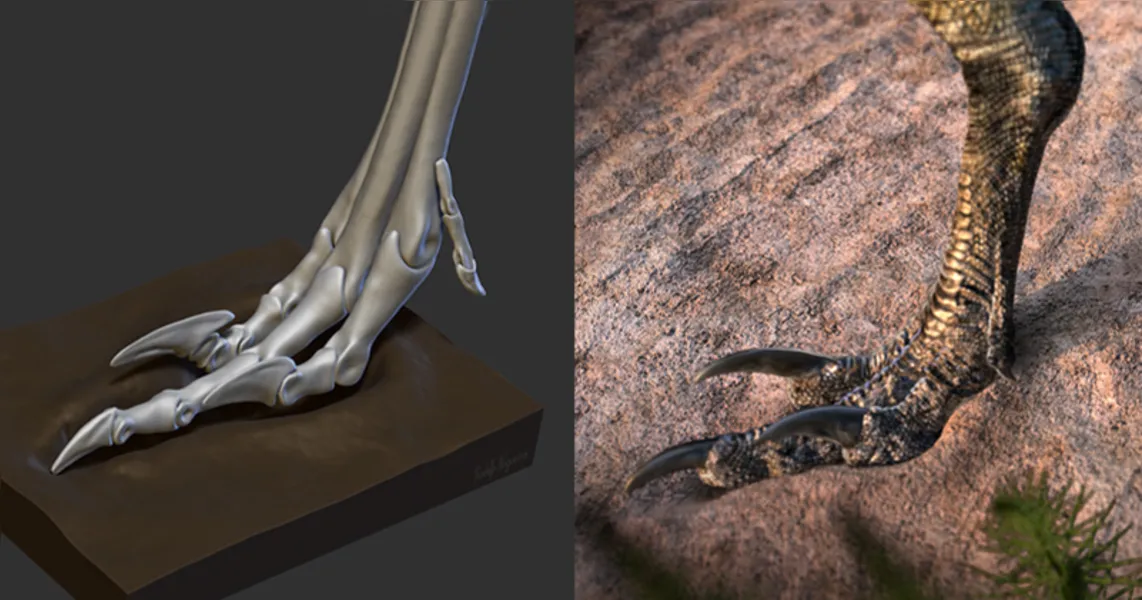 Pata do dinossauro tinha 3 dedos: o do meio servia de apoio, enquanto que os laterais formavam uma “lâmina” para capturar presas