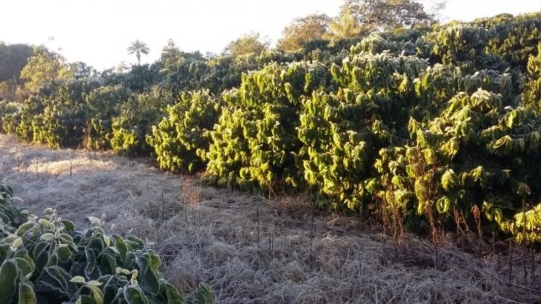 Frio intenso prejudica plantações de hortifrútis e pastagens 
