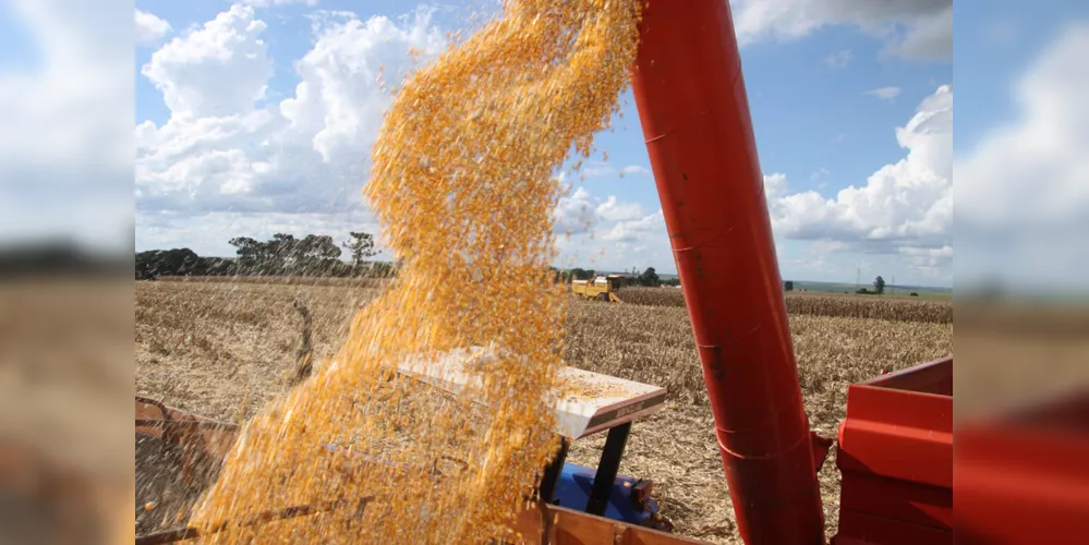Expectativa de produção do milho safrinha teve queda, mas mesmo assim deve superar a marca de  13 milhões de toneladas