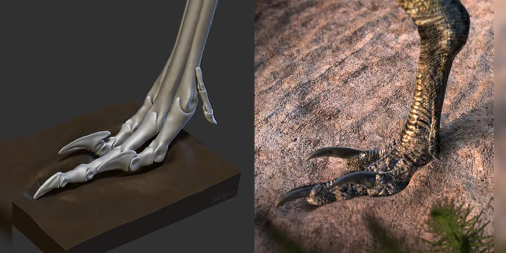 Pata do dinossauro tinha 3 dedos: o do meio servia de apoio, enquanto que os laterais formavam uma “lâmina” para capturar presas