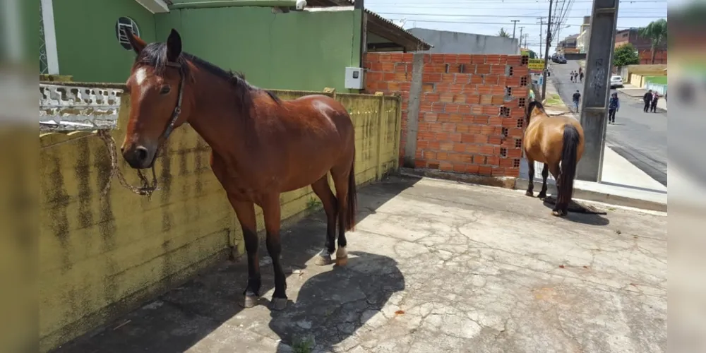 Segundo informações de testemunhas dois adolescentes estavam praticando uma corrida de cavalos nas ruas do bairro. 