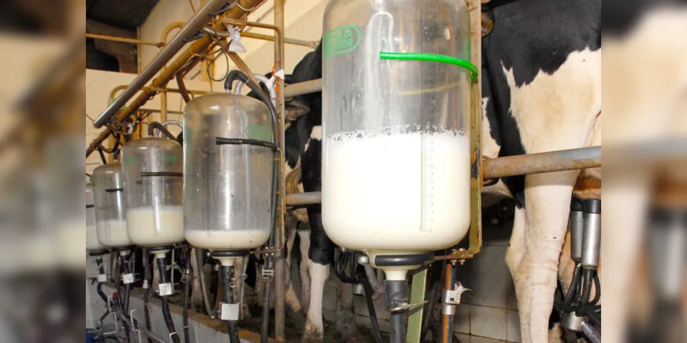 Os produtores devem entregar o leite a temperatura de 4º C, para evitar a proliferação de bactérias