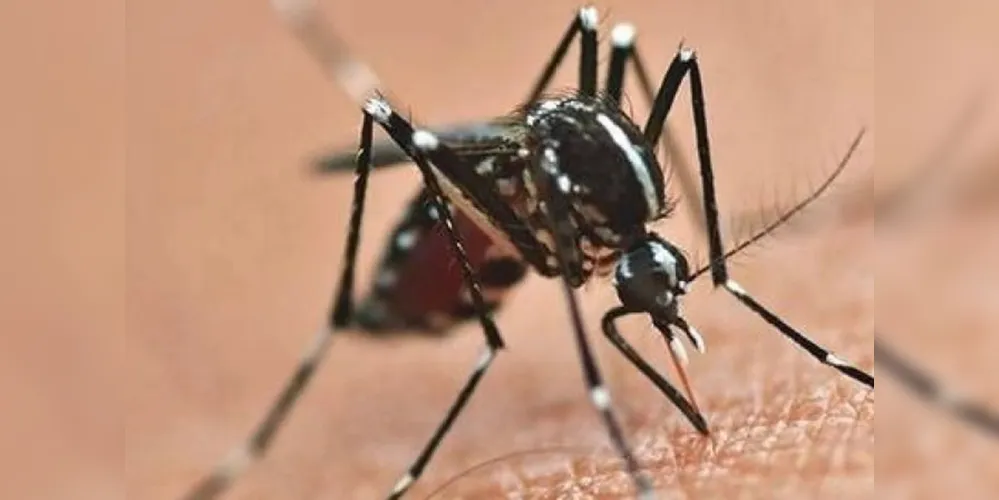 O Aedes Aegypti também é transmissor da Chikungunya e do Zika Virus