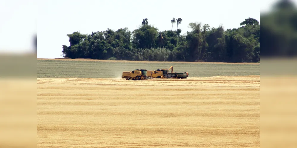 Paraná faz as primeiras colheitas, que se intensificam até o final de janeiro.