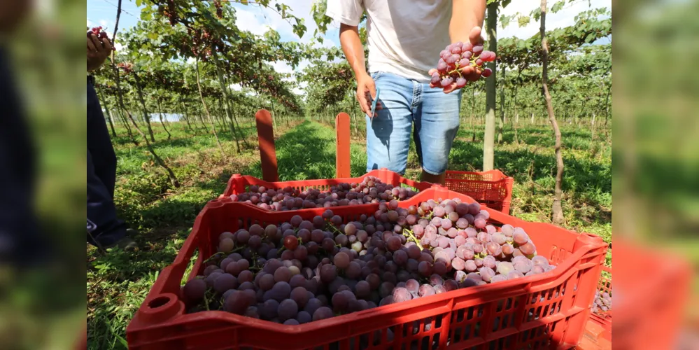 Produção antecipou e colheita já é realizada na Chácara Sozim