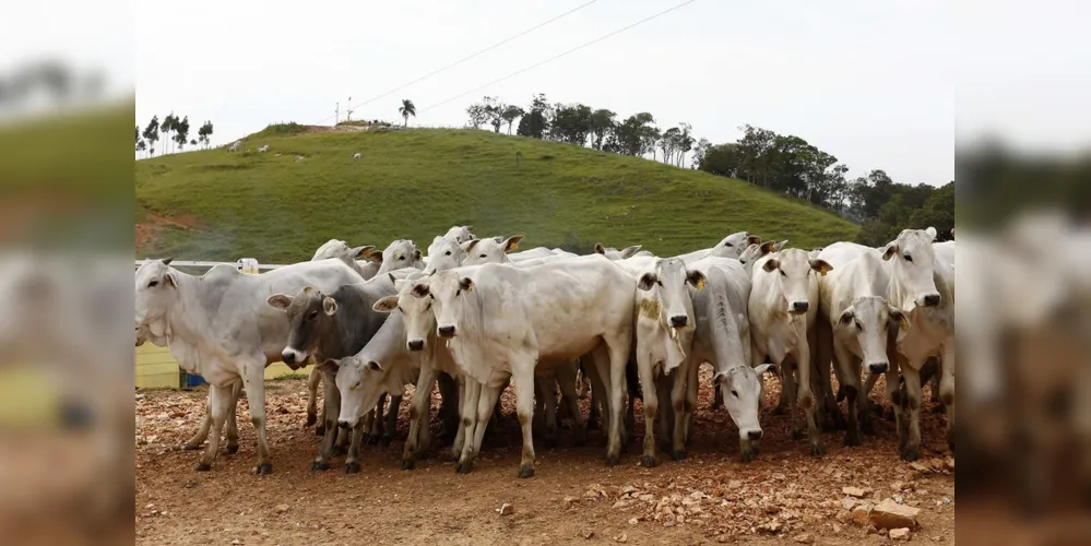 Agro é o único setor a aumentar receita, gerar empregos e seguir com projetos de expansão de mercados em 2020