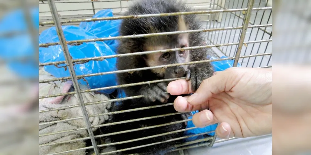 Entre as Iniciativas Pró-Fauna estão a manutenção de centros para apoio e a gestão compartilhada da fauna silvestre com os municípios.