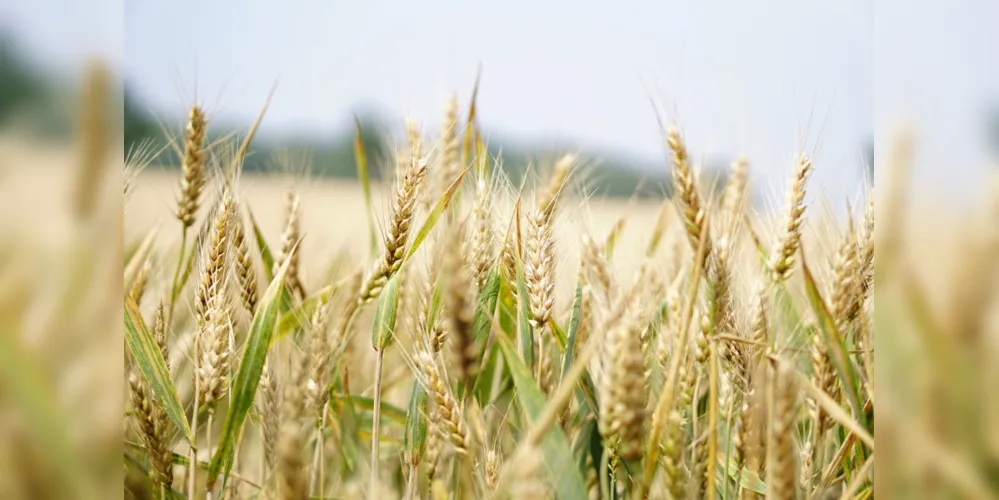 Paraná teve um reajuste positivo na área de trigo, antes estimada em 1,09 milhão de hectares, o que leva a estimativa de produção para 3,7 milhões de toneladas, 72% a mais que a safra 2018/2019. 