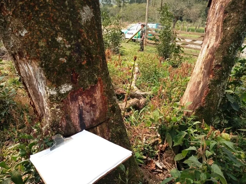 Em Rebouças, polciais flagraram destruição de vegetação nativa e perfuração de troncos