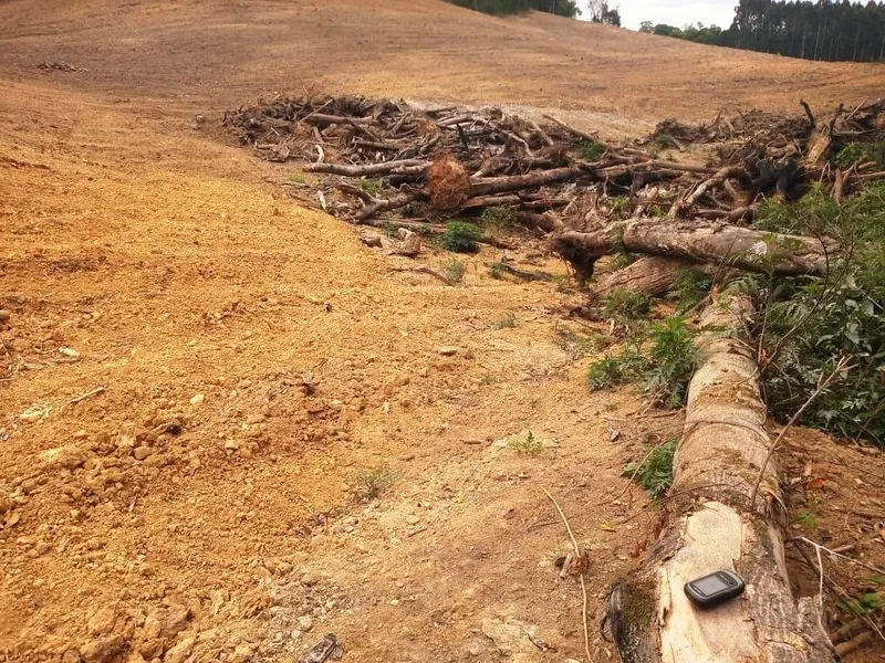 Em Ipiranga, a destruição de vegetação nativa somou 8,58 hectares 