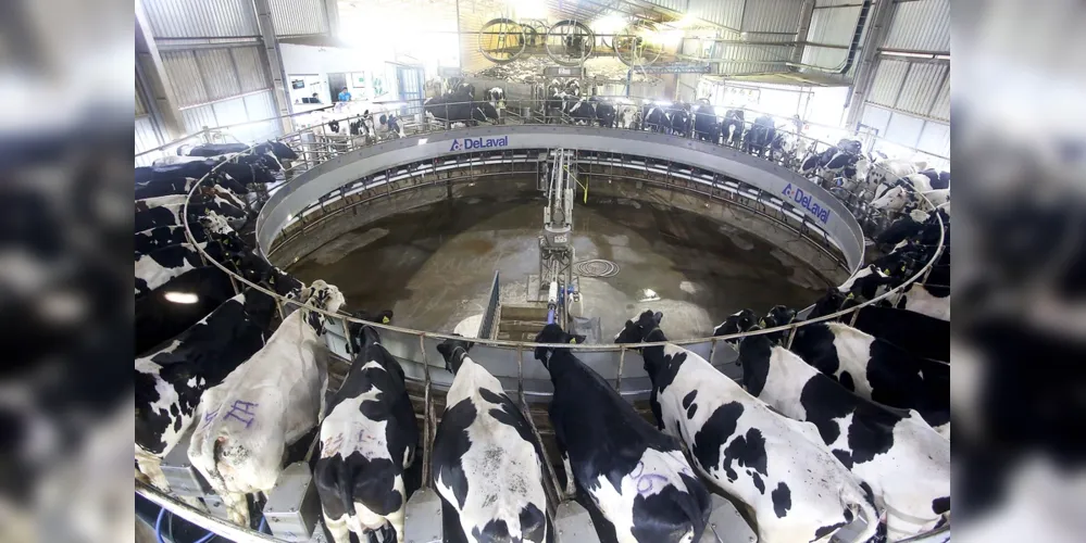Além da soja e da produção madeireira, o leite está entre os principais produtos da região