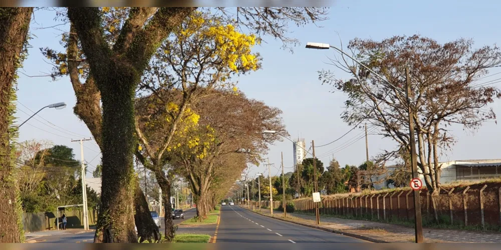 Corte de árvores fica proibido nas áreas públicas do município até o dia 10 de outubro