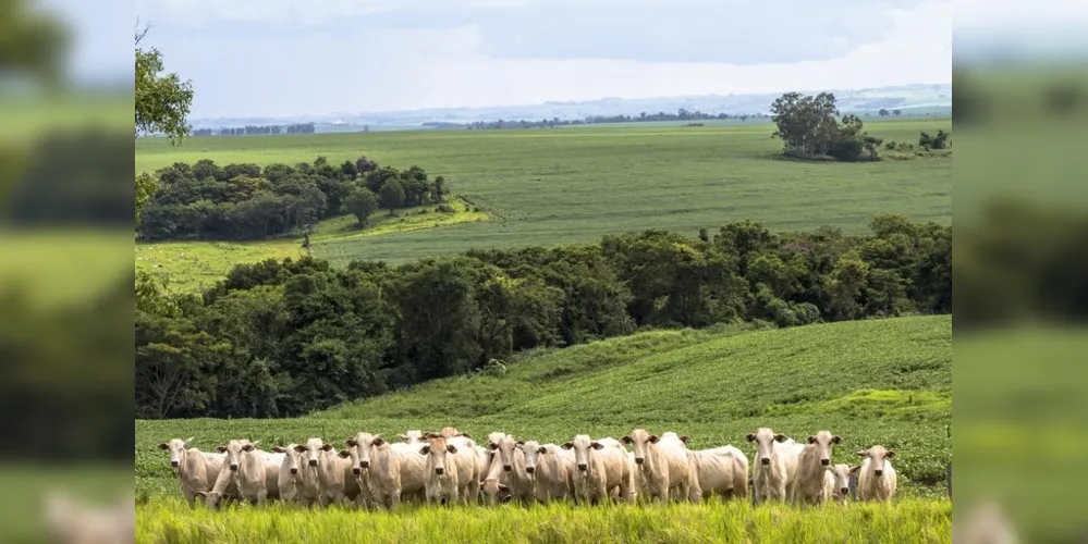 As lavouras aumentaram seu faturamento em 13,6% em relação ao ano passado, e a pecuária, 3,7%