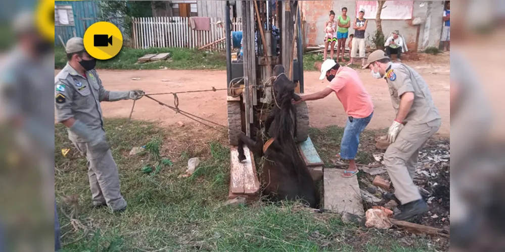 Imagem ilustrativa da imagem Égua tenta se esquivar de ‘garanhão’ e cai em bueiro