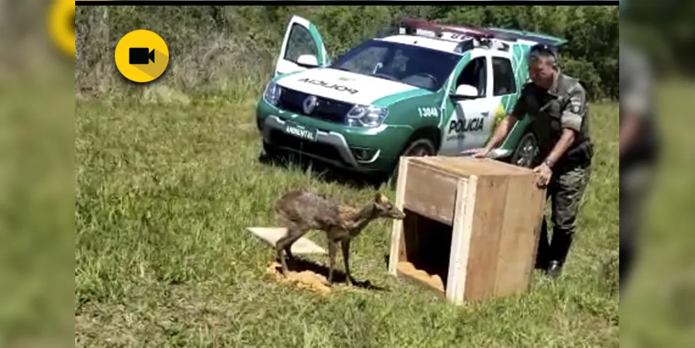 Imagem ilustrativa da imagem Polícia Ambiental solta veado resgatado em comércio de PG