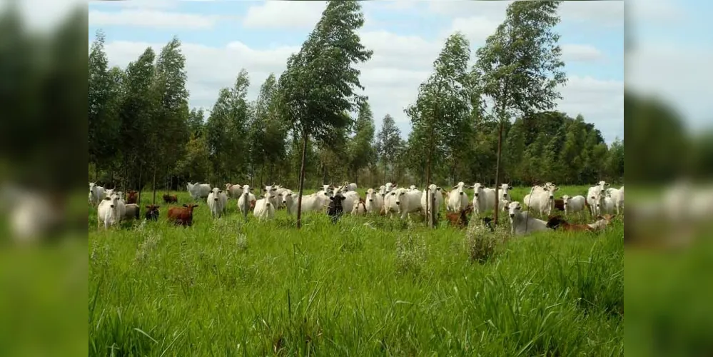 Plantio pode melhorar as condições de bem-estar animal e aumentar os lucros da pecuária de corte