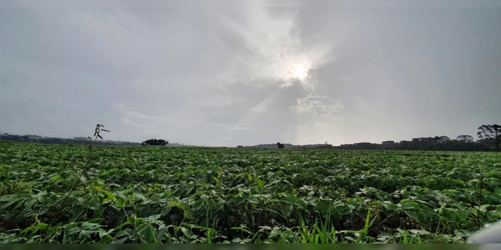 A soja está em fase de desenvolvimento na região, enquanto que o feijão já está em fase de floração e frutificação