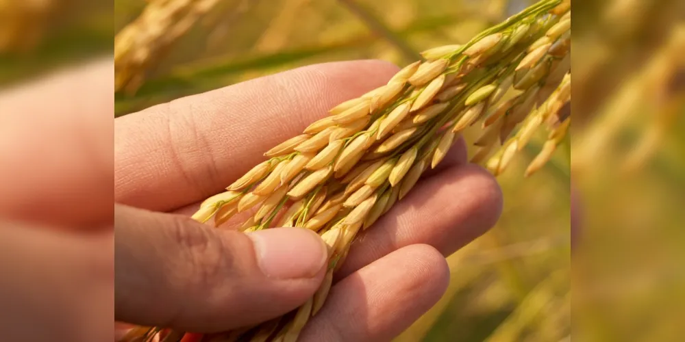 O levantamento prevê crescimento de 1,6% sobre a área da safra 2019/20, totalizando 67 milhões de hectares cultivados.