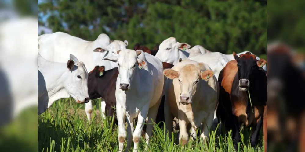 Em 2019, a produção de proteínas animais foi protagonista do Valor Bruto da Produção Agropecuária (VBP) do Paraná. 