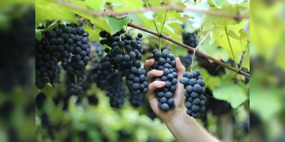 Combinação de clima, solo, temperatura e umidade resulta em uvas com menor teor de acidez em Bituruna