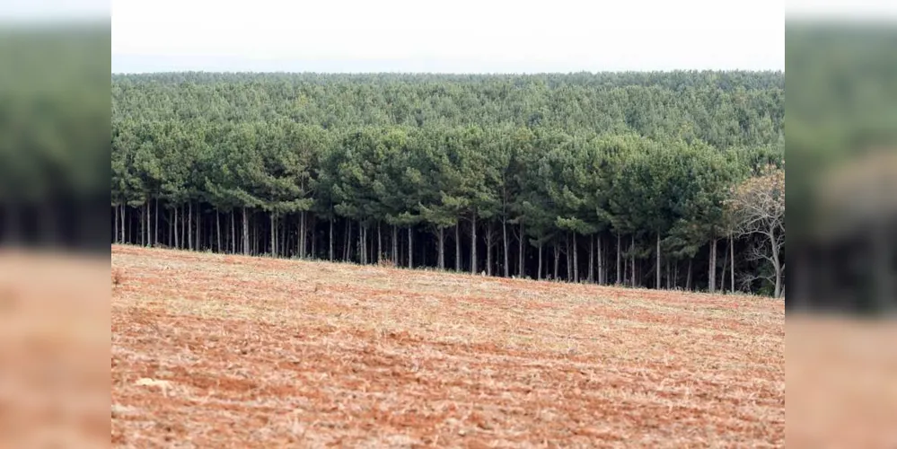 Municípios dos Campos Gerais se destacam em âmbito nacional na silvicultura