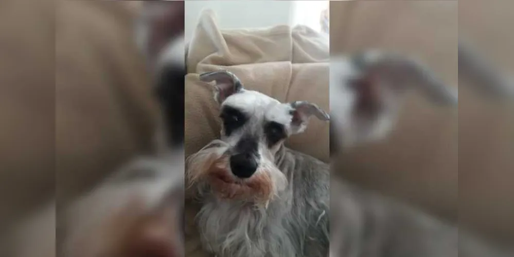 A cachorra tem várias doenças e precisa de cuidados especiais. Há recompensa para quem encontrar a cadelinha.