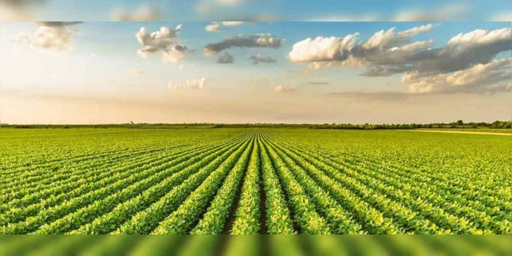 Imagem ilustrativa da imagem Empresa de Ponta Grossa promove evento agro digital