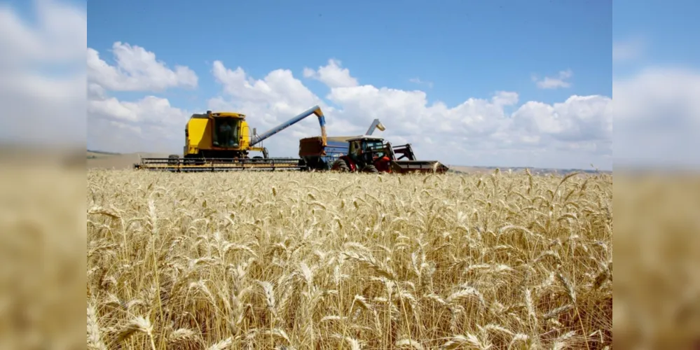 Imagem ilustrativa da imagem Estado projeta recorde na produtividade de trigo
