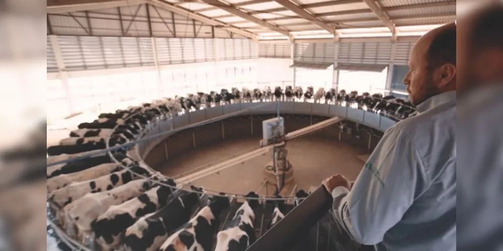 Imagem ilustrativa da imagem Castrolanda produz mais de 400 mi de litros de leite por ano